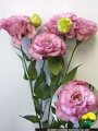 Eustoma Celeb Pink